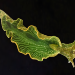 Sea-slug-1024x769