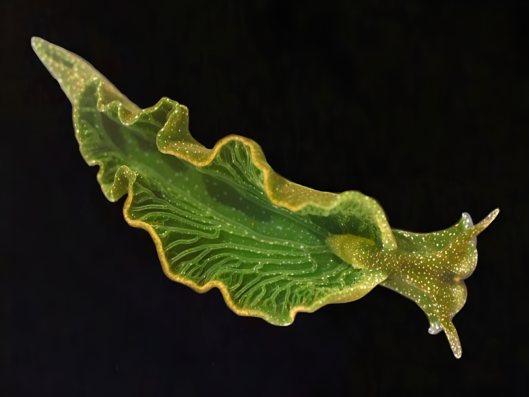 Sea-slug-1024x769